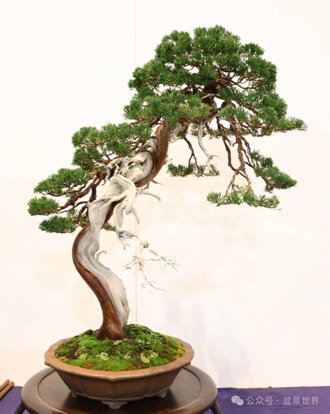 100张高清美图带你走进2024日本国风盆栽展下半场__cm