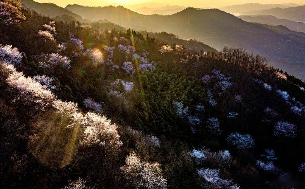 赏花点:金寨铁冲乡杜鹃岭,马鬃岭景区,吴家店黄狮寨,吴家店太平山