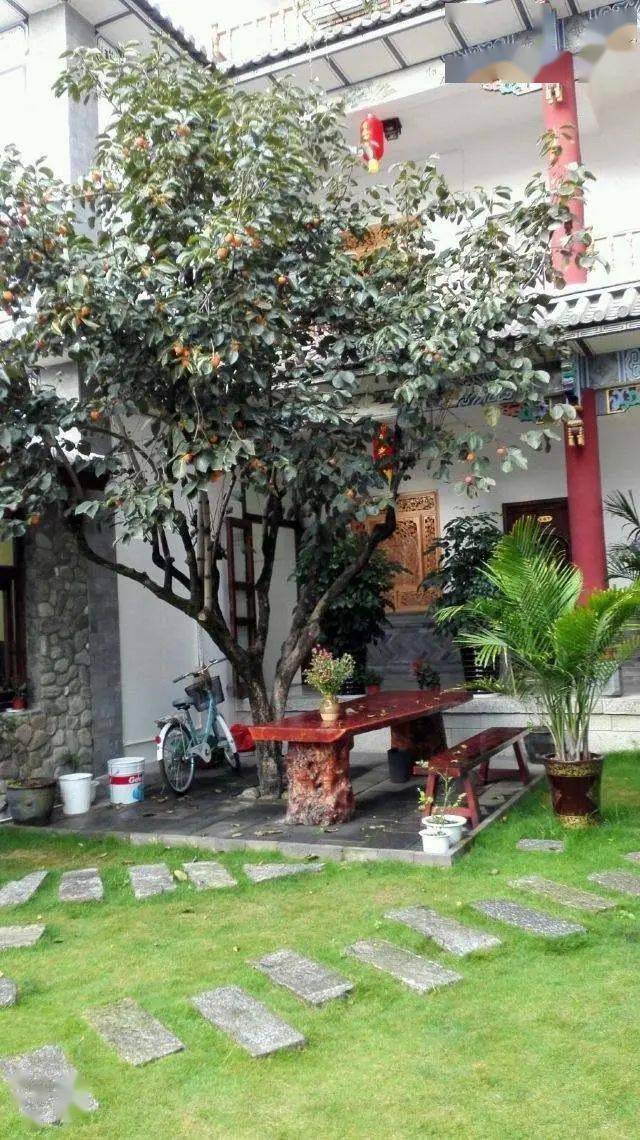 有院子建议栽5种树,看花,收果,寓意吉利_枣树_桂花_小时候