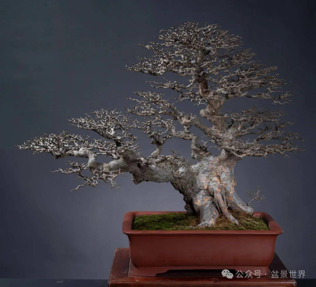 映山红盆景高手_楼建甫_作品_榆树