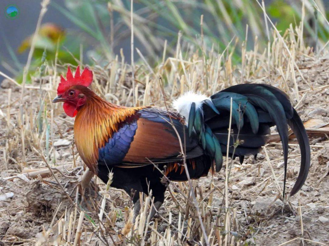 鸡形目 雉科红原鸡/gallus gallus喙角质色.