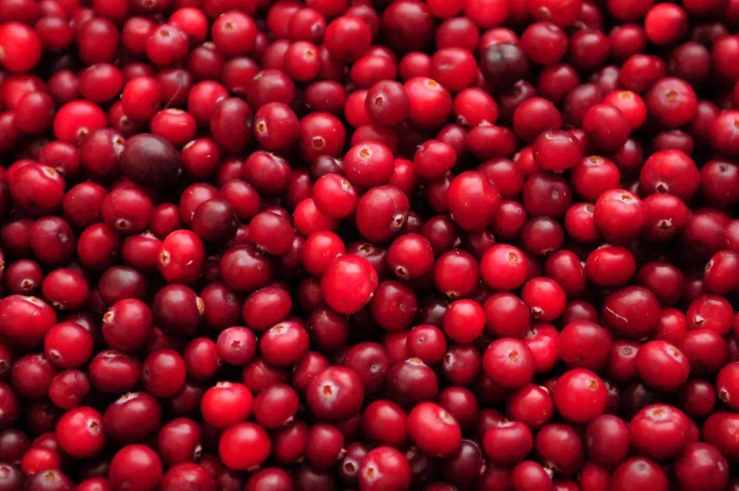 这种水果最近爆火,但真的不适合给娃吃_蔓越莓_东北_宝宝