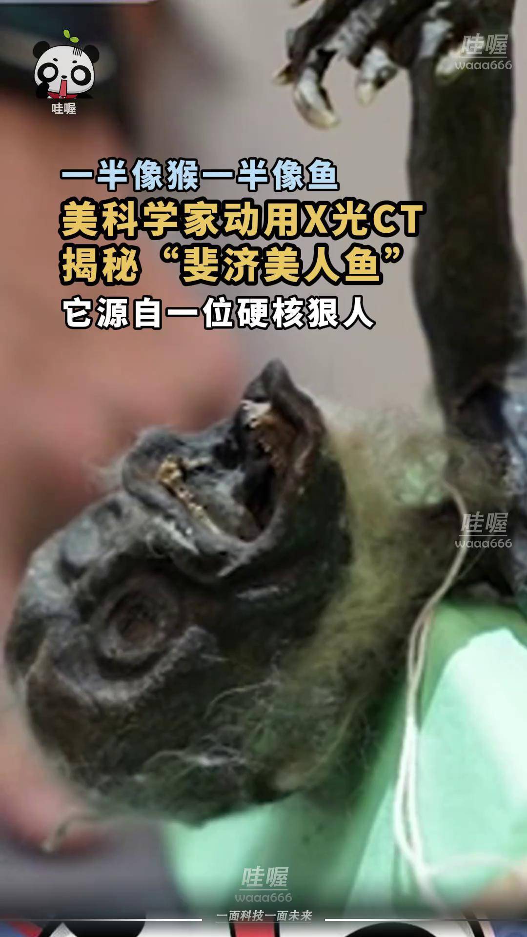 为揭秘"美人鱼"真相,美国科学家用x光扫描"斐济美人鱼",发现猴子脑袋
