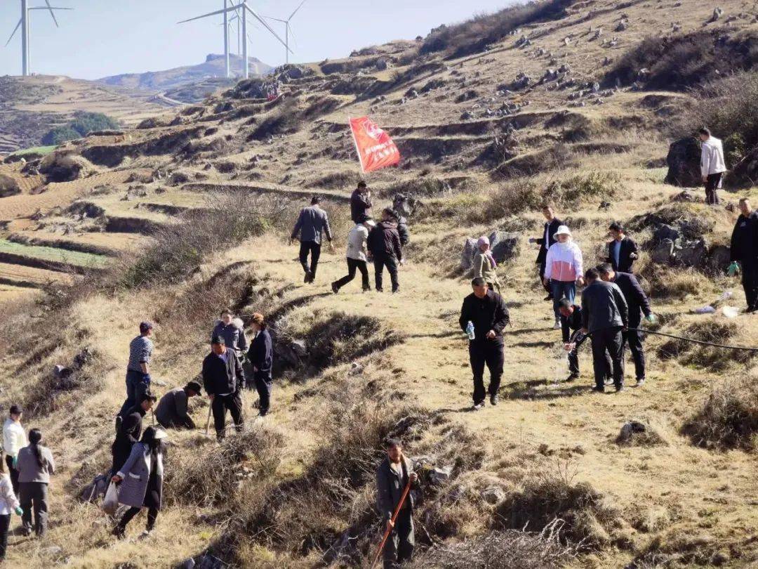 威宁县各级团组织积极组织团员青年,志愿者参与义务植树志愿活动_树苗