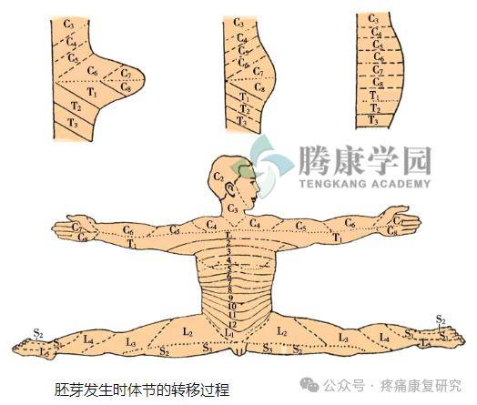 体表感觉的节段性分布