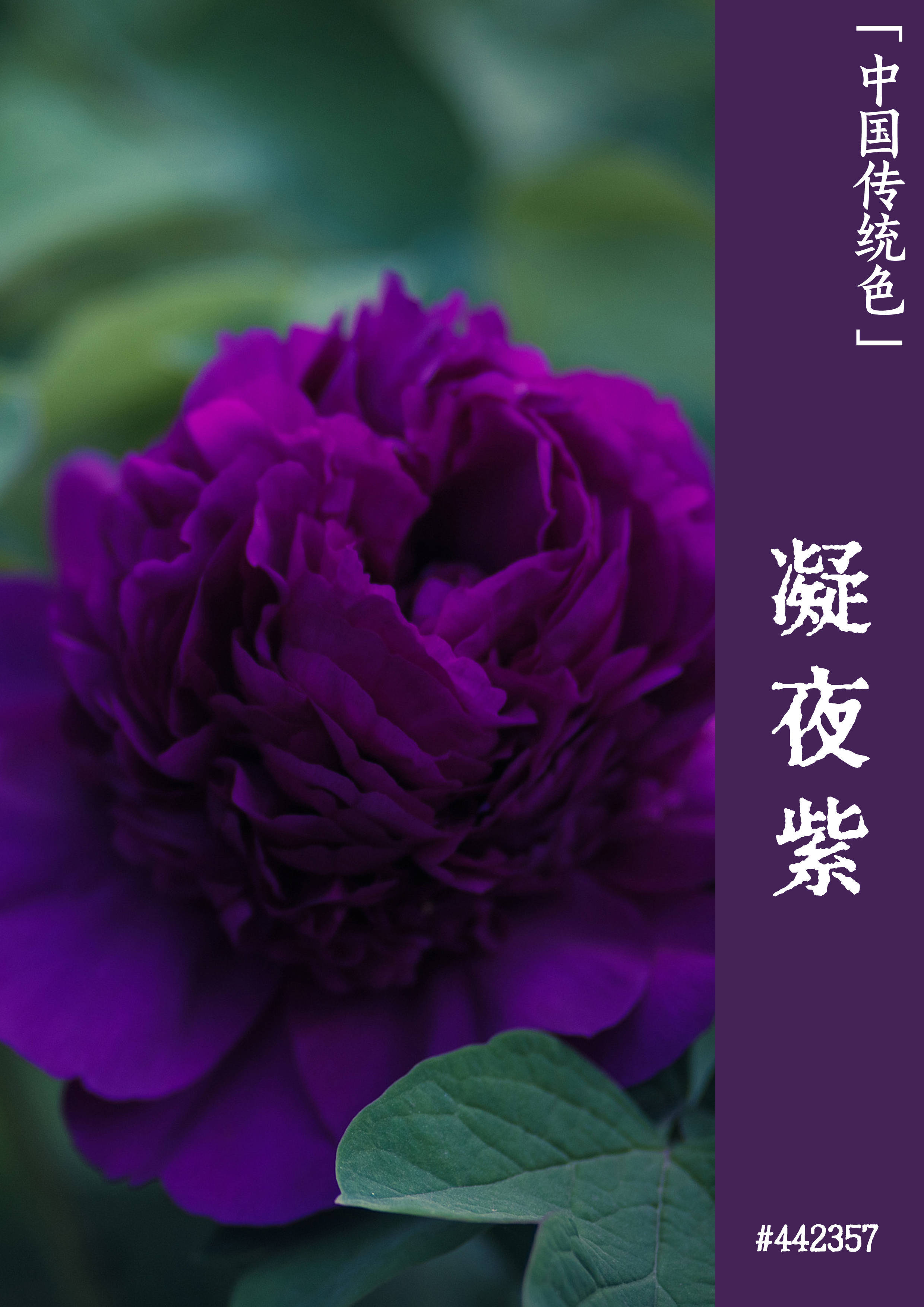 紫色魅力:李白为什么爱紫色|文物中的中国传统色_颜色_丁香_紫晶