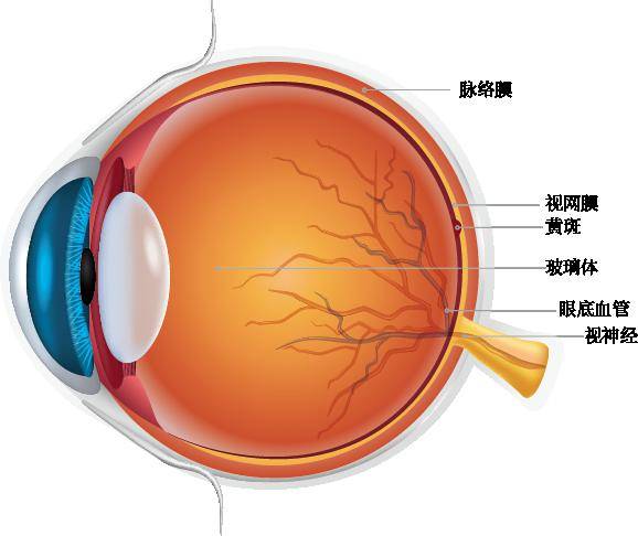 视网膜盲点图片