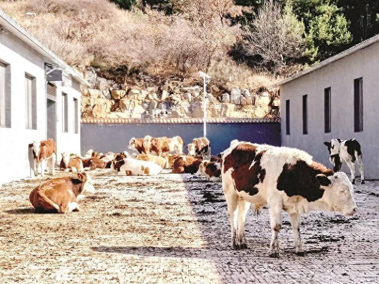 肉牛养殖让乡村产业"牛"劲十足_东关头_发展_牛舍