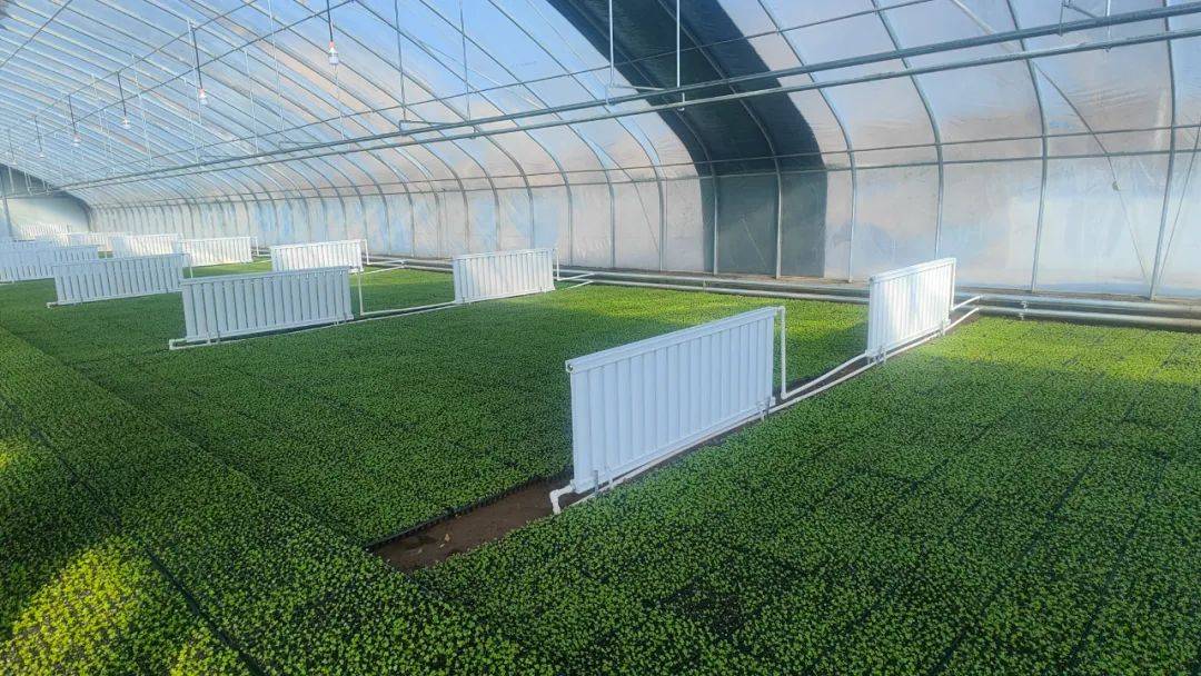 大家抢抓农时,提前开展苗圃育苗工作,种植户们正忙着培育新苗,大棚内