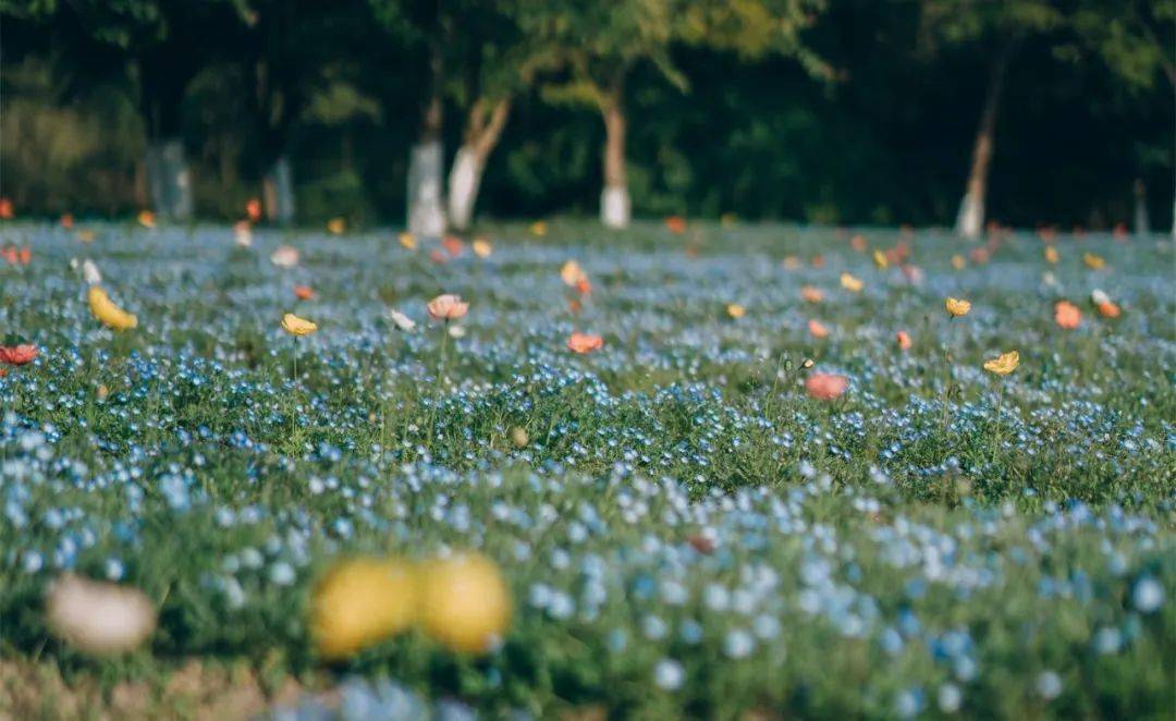 绿心公园里美景"上新"啦_市民_林草_阳光