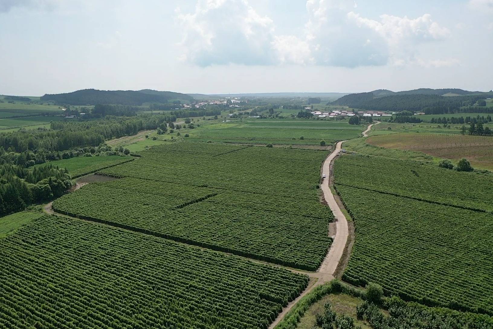 汤原县:以才兴产 以产聚才 着力打造中药材人才集聚高地_种植_产业