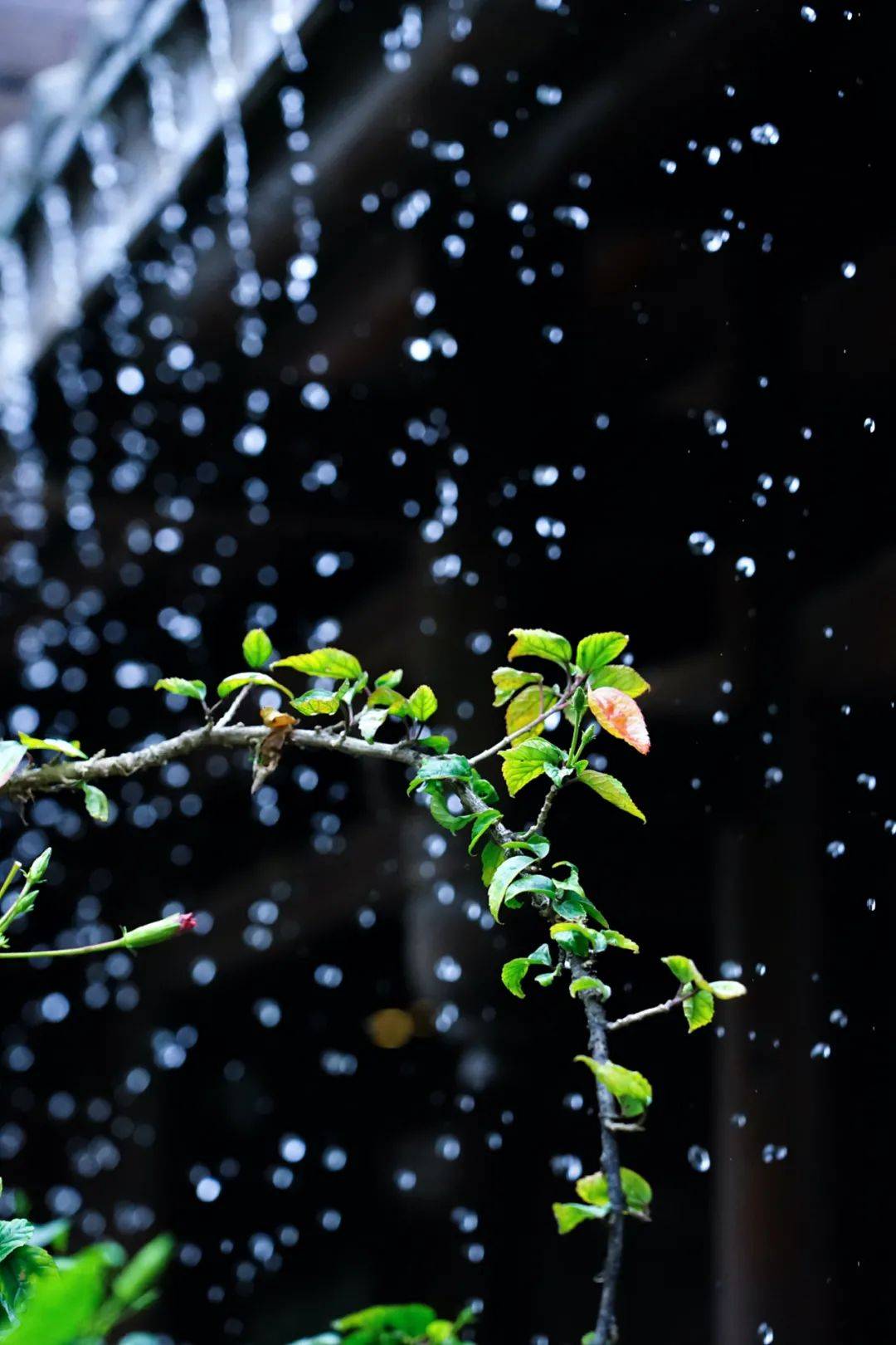 今日雨水 好雨知时节