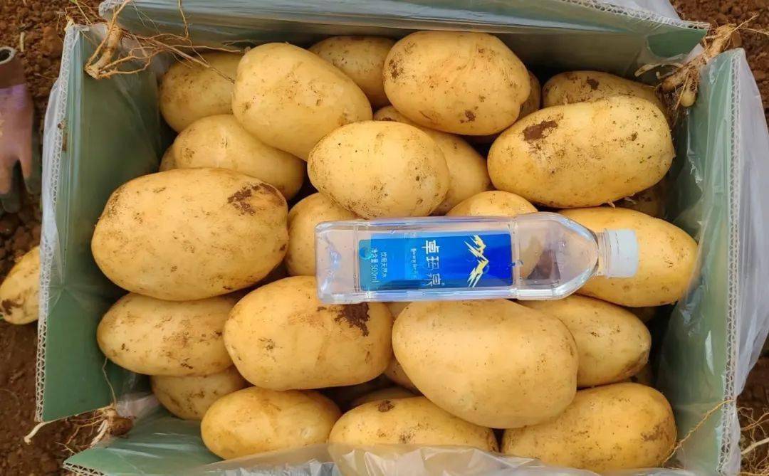 2元/斤,亩产超7000元,一亩田湛江"沃众田"马铃薯基地丰收进行时_种植