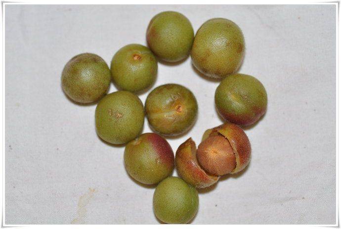 路边就能摘,包浆后馋哭所有人!_榆叶梅_盘玩_文玩