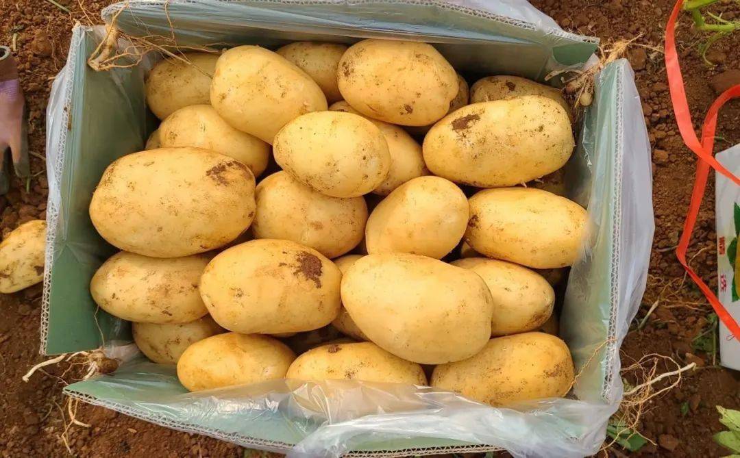 2元/斤,亩产超7000元,一亩田湛江"沃众田"马铃薯基地丰收进行时_种植