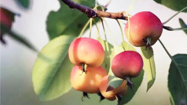 city walk|花红果,清秀李,公馆柚,情牵乡愁的美味_狮子山_柚子_水果