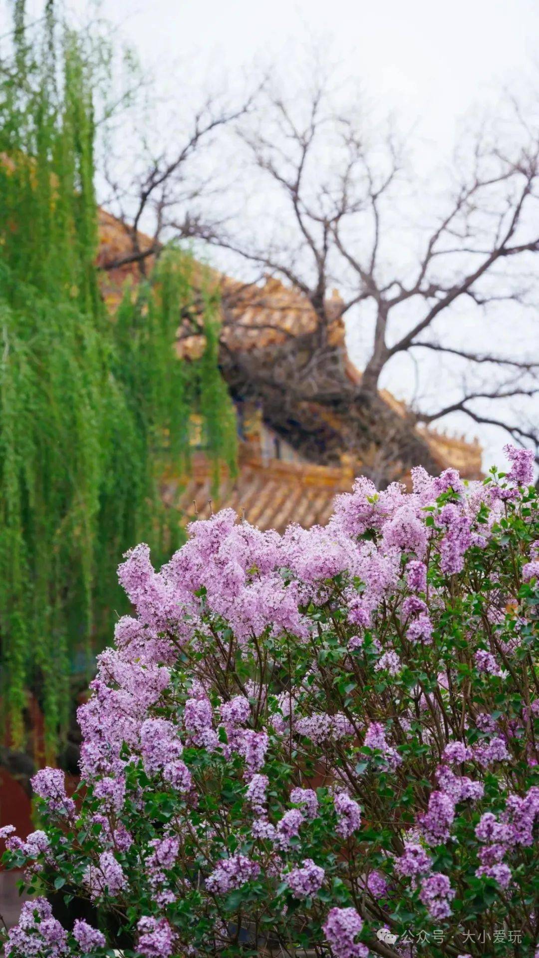 郁金香_昆明_地方
