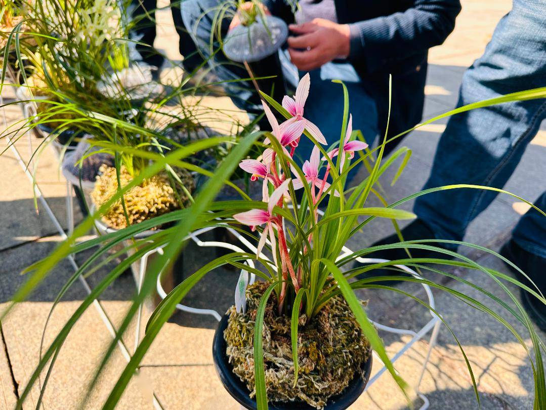 春日盛会,2024中国(大理)第十四届国际兰花茶花博览会今日开幕!