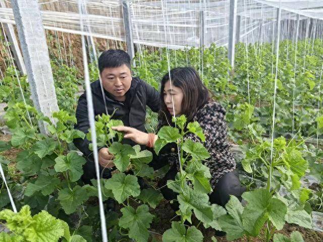 店子村的温室大棚里,一株株翠绿色的甜瓜秧正沿着透明的吊绳向上攀延