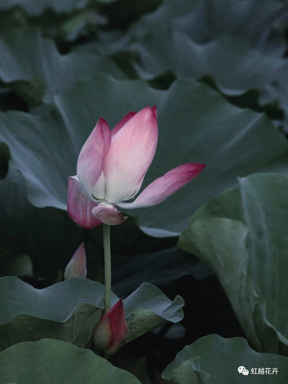 碗里也能种出"一池荷塘"?小小碗莲的快乐你值得拥有_品种_荷花_植物