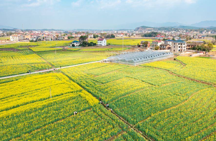 东安县鹿马桥镇:油菜花开春光美_唐家村_蔡小平_情景