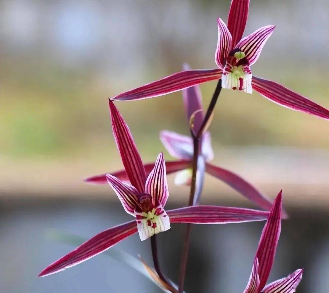 寓意「招财纳福」,请收下这盆"兰花之乡"的年宵花._寒兰_红宝石_蕙兰