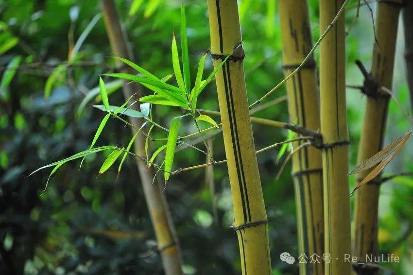 竹子的故事_人生_对比_上帝