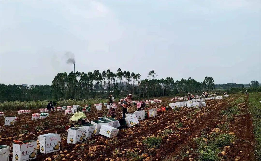 2元/斤,亩产超7000元,一亩田湛江"沃众田"马铃薯基地丰收进行时_种植