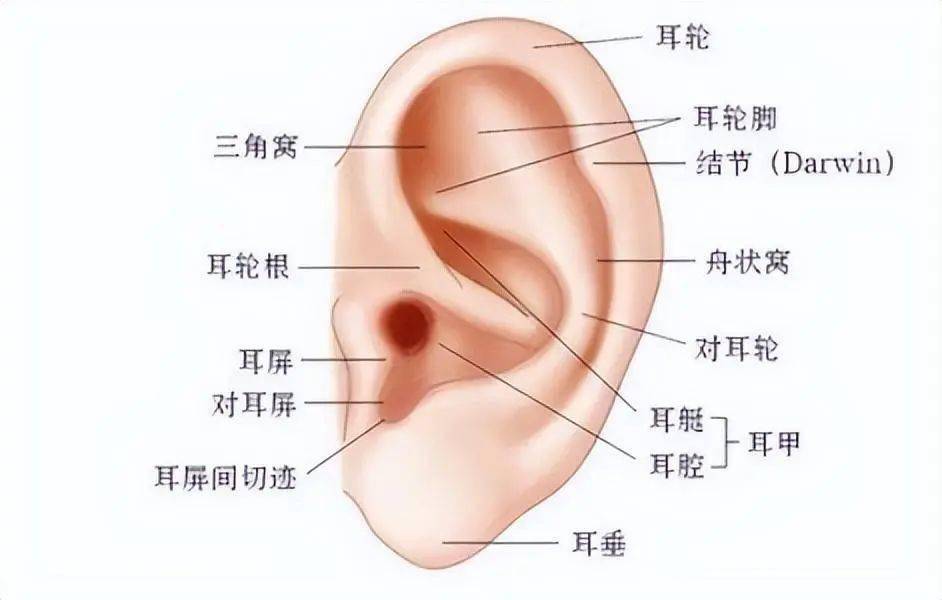 耳朵对应的器官图解图片