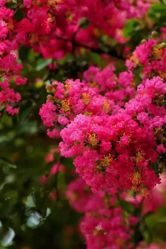 100种开花植物,随着花季,开满春夏秋冬_花儿_木犀_时间