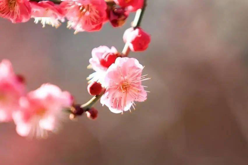 增光添彩饱满的花苞恰似给季节抹上喜庆的口红不由让人顿生怜爱梅花的