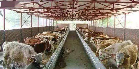 6,妥善处理粪便和病死禽蝇蛆的生活特性是喜欢钻孔,畏惧强光,终日隐居