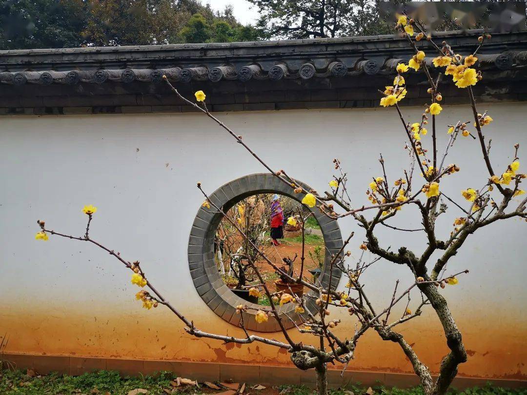 黑龙潭公园梅花绽放,目之所及皆是美景_昆明_文化_云南