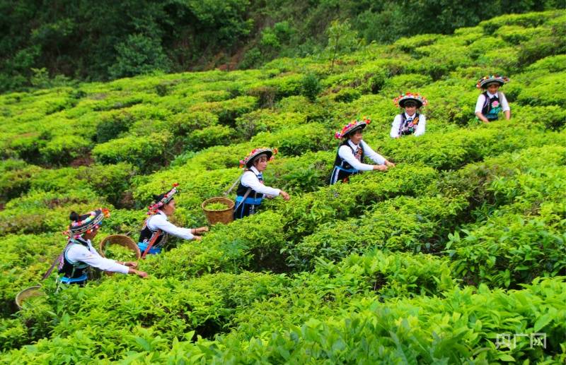 云南秀色|到南华赴一场五彩的早春之约_蓝色_马缨花_粉色