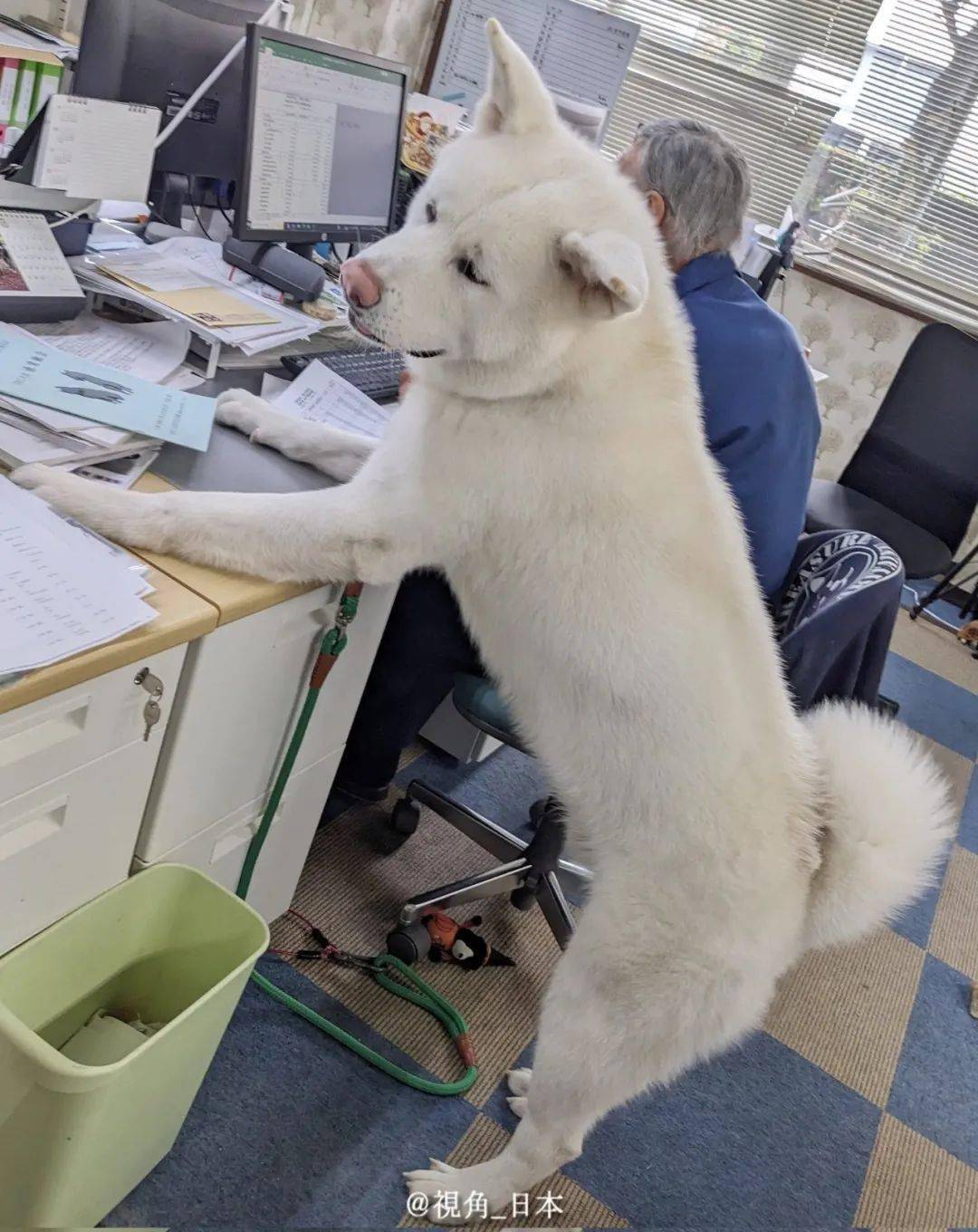 虽然目前秋田犬在日本国内的人气呈下降趋势但在海外依旧保持着较高