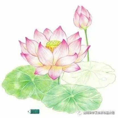 荷花怎么画漂亮又复杂图片