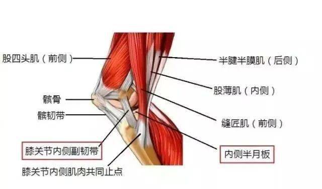 右膝韧带图图片