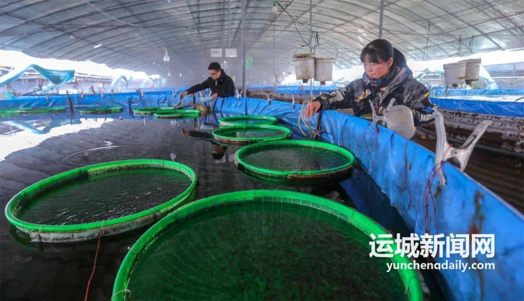 "南鱼北养"运城探索_养殖_薛公村_黄河水