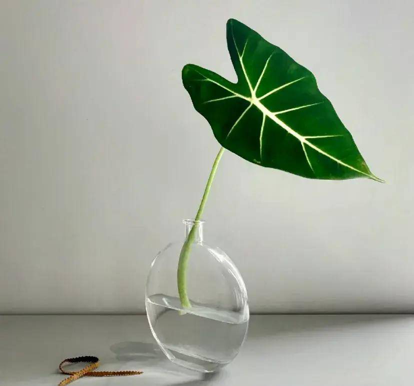 一种很新颖的插花_蔬菜_什么_感觉