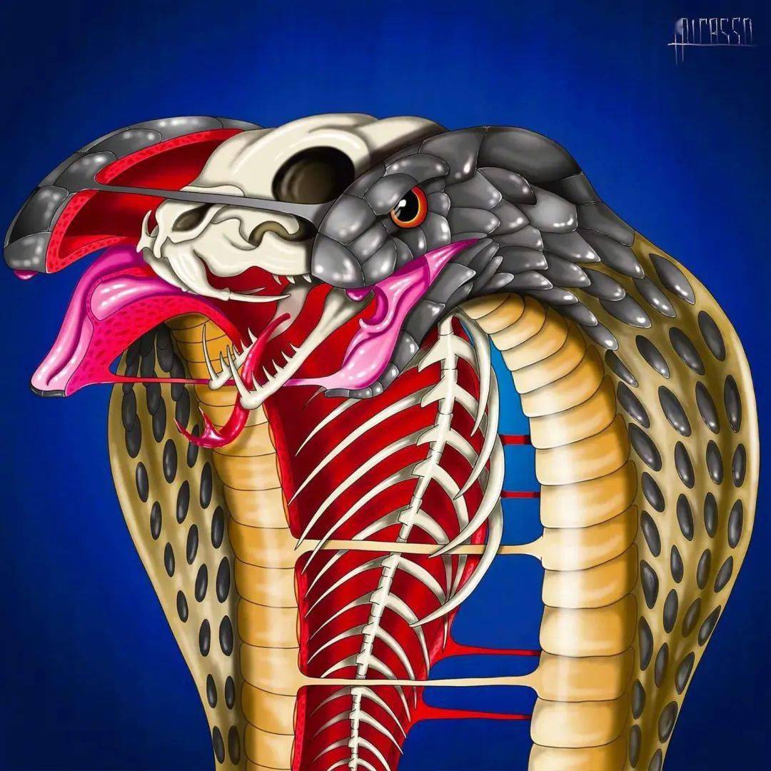 慎入:毛骨悚然的解刨式插画_动态_头像_画法