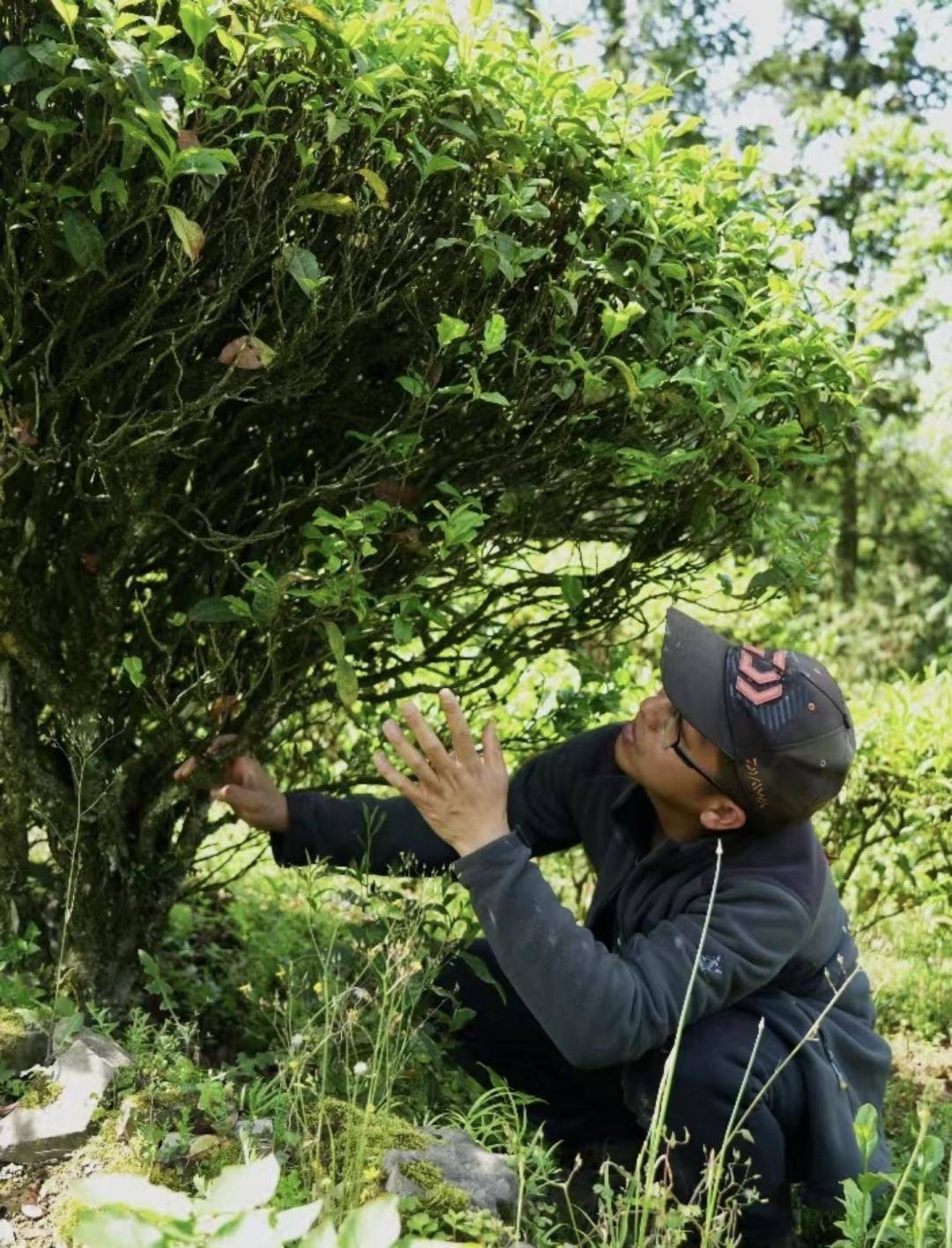40岁前离开大厂,我做农民也能年入百万_鹤峰县_茶叶_茶园
