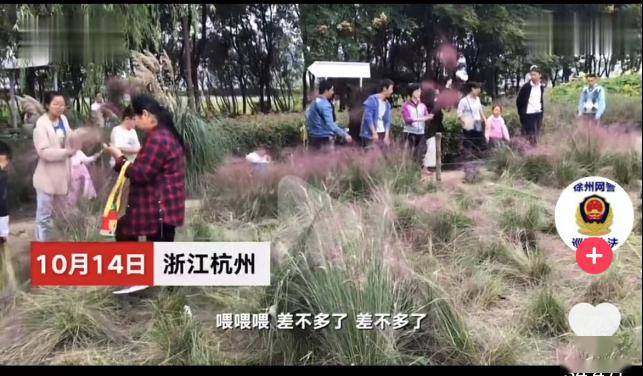 浙江某公园的网红花海,被游客肆意踩踏,甚至一把把摘下拍照.
