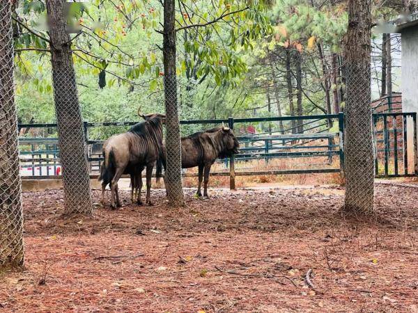 长沙生态动物园防寒保暖出绝招:地暖,浴霸,大棉被……_温度_雪地_黄