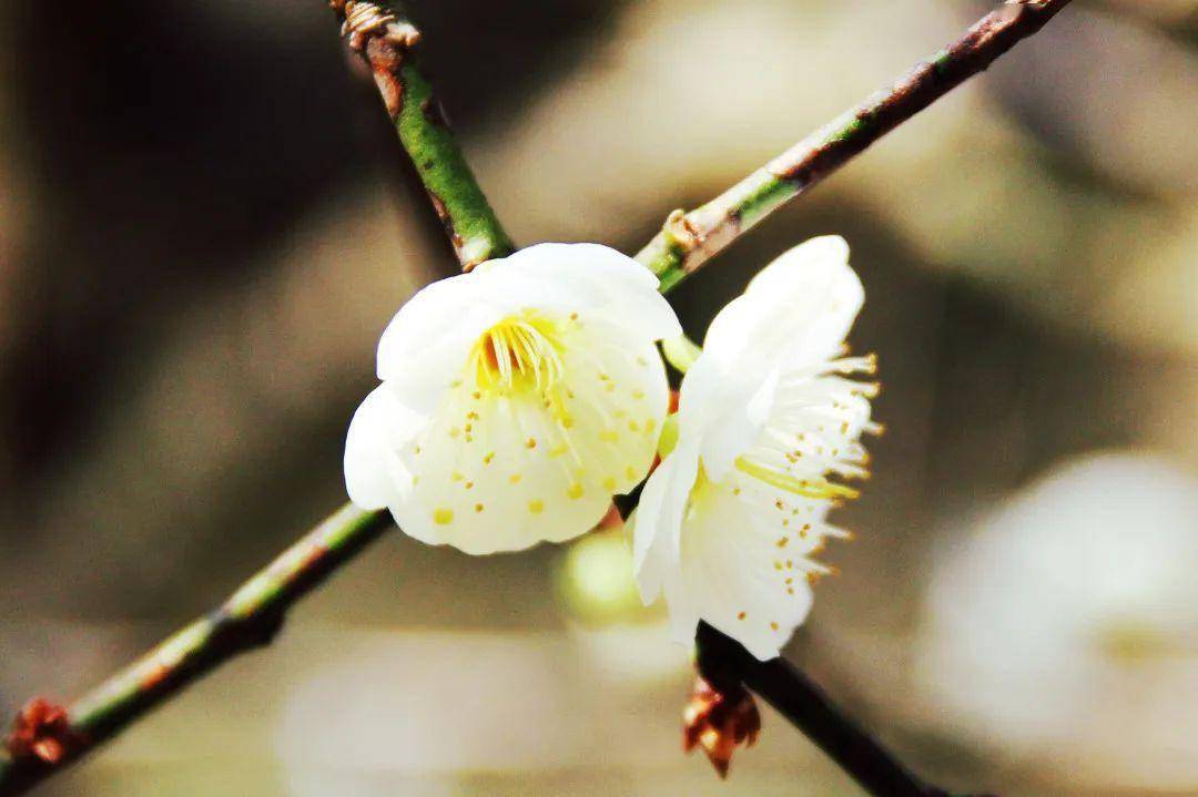 休宁"赏梅天花板"推荐_梅花_古梅_漫山遍野
