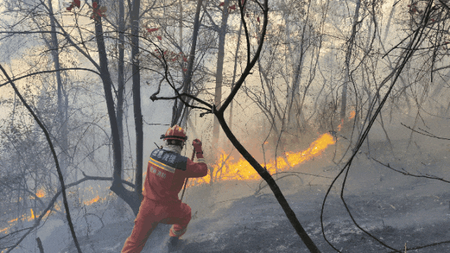 发生多起山火教训惨痛_火场_救援_森林
