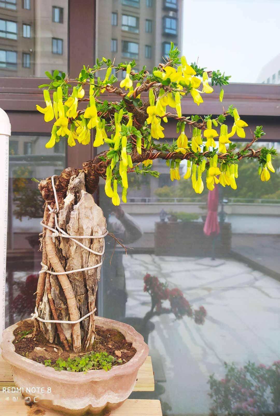 盆景"四大家"之首!本周,园艺大讲堂开讲→_活动_陈家山_金雀