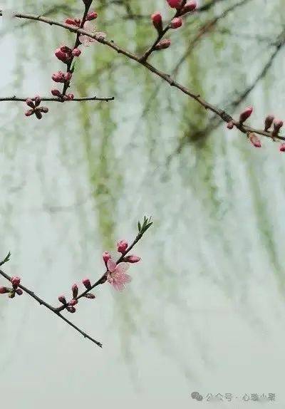 小草_味儿_版权