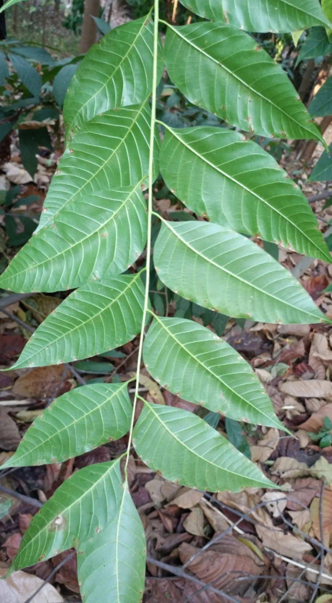 植物篇:红椿【云南西双版纳国家级自然保护区动植物科普】_柔毛_圆形