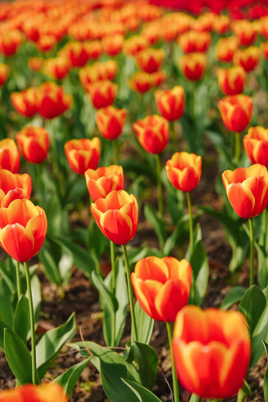 叮!您已被邀请加入「2024灵湖郁金香观赏」群聊,一大波美图请查收