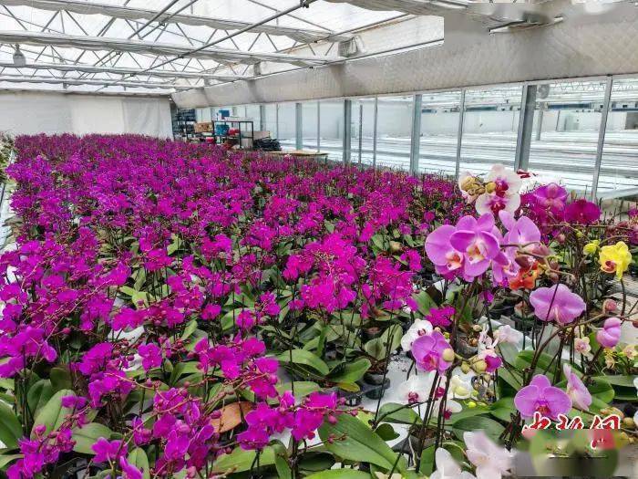 盐城盐都台创园:乡村"花经济"玩出新"花"样